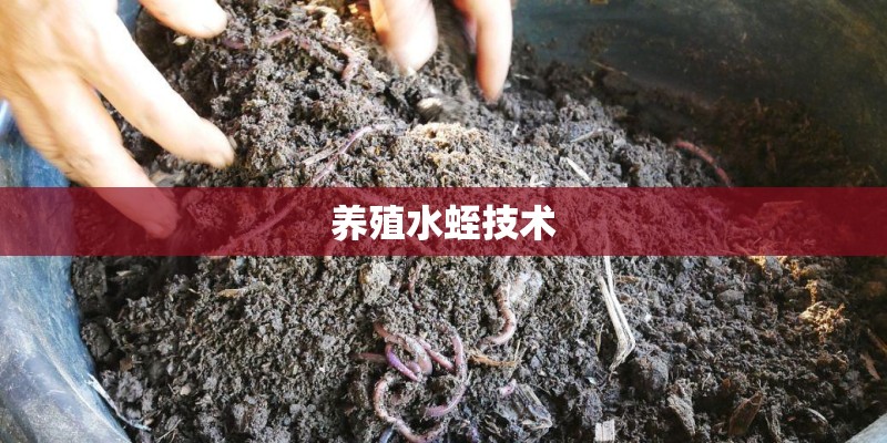 养殖水蛭技术