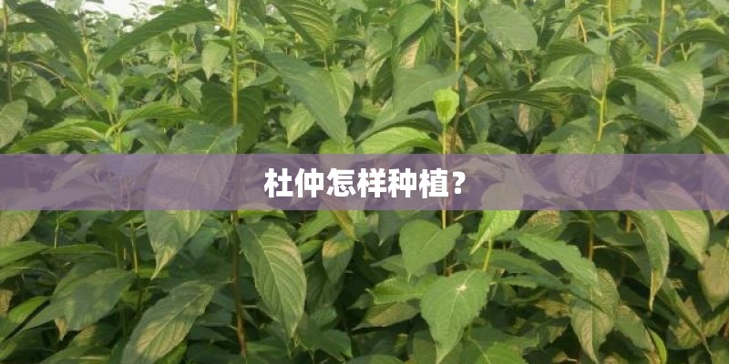 杜仲怎样种植？