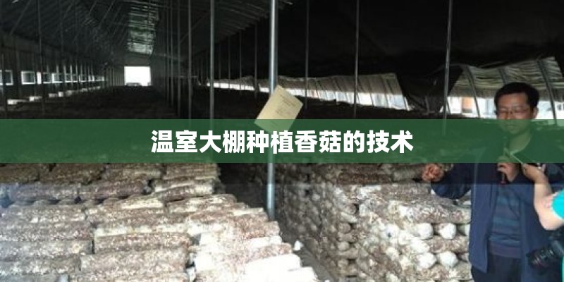 温室大棚种植香菇的技术
