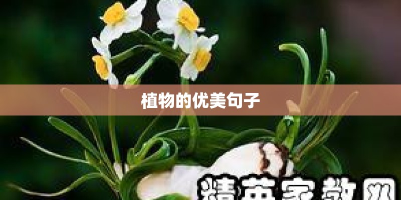 植物的优美句子