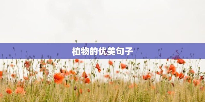 植物的优美句子