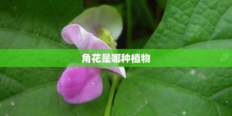 角花是哪种植物