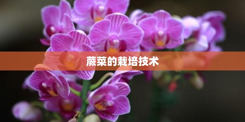 蕨菜的栽培技术