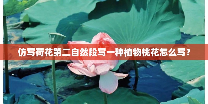仿写荷花第二自然段写一种植物桃花怎么写？