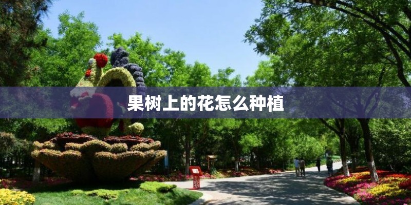 果树上的花怎么种植