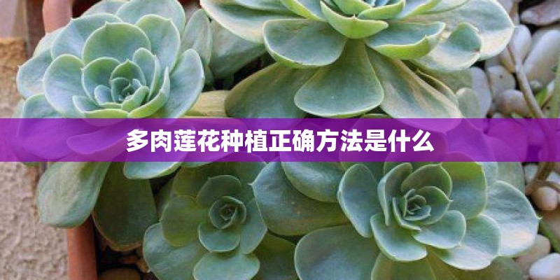 多肉莲花种植正确方法是什么