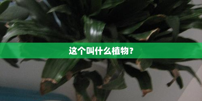 这个叫什么植物？