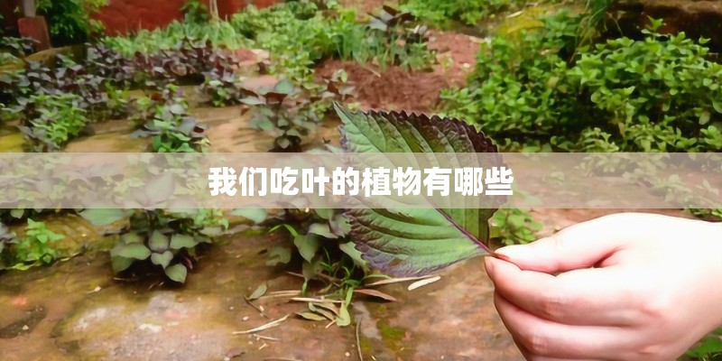 我们吃叶的植物有哪些