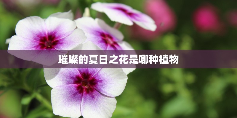 璀璨的夏日之花是哪种植物