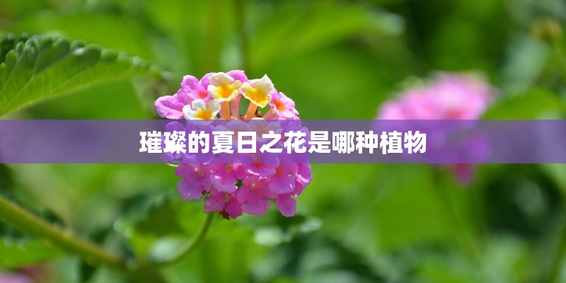 璀璨的夏日之花是哪种植物