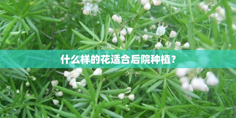 什么样的花适合后院种植? 什么样的花适合后院种植?