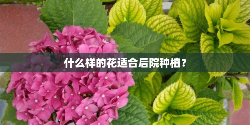什么样的花适合后院种植? 什么样的花适合后院种植?