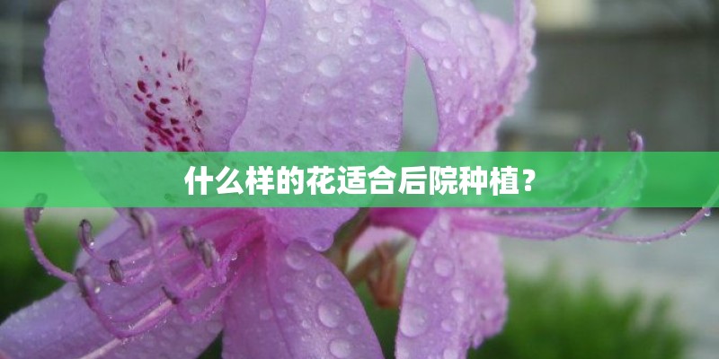 什么样的花适合后院种植? 什么样的花适合后院种植?