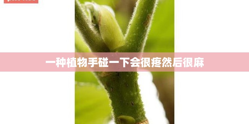 一种植物手碰一下会很疼然后很麻