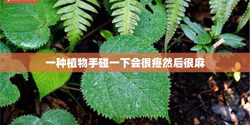 一种植物手碰一下会很疼然后很麻