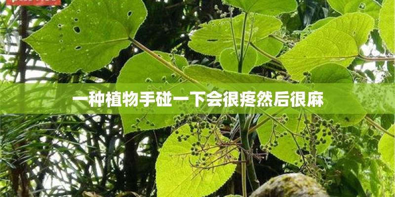 一种植物手碰一下会很疼然后很麻