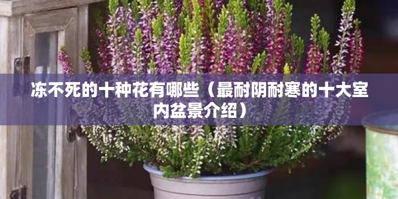 冻不死的十种花有哪些（最耐阴耐寒的十大室内盆景介绍）