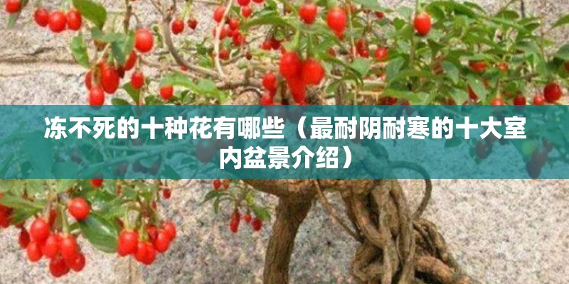 冻不死的十种花有哪些（最耐阴耐寒的十大室内盆景介绍）