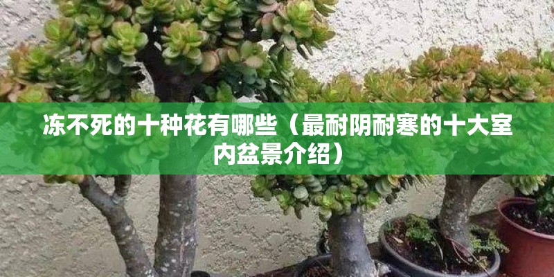 冻不死的十种花有哪些（最耐阴耐寒的十大室内盆景介绍）