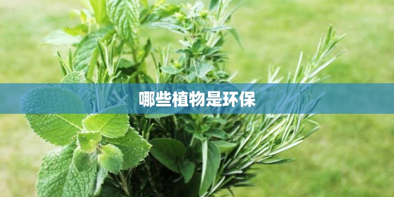 哪些植物是环保
