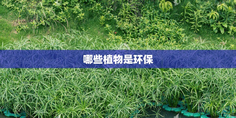 哪些植物是环保