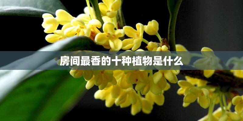 房间最香的十种植物是什么