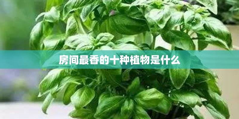 房间最香的十种植物是什么
