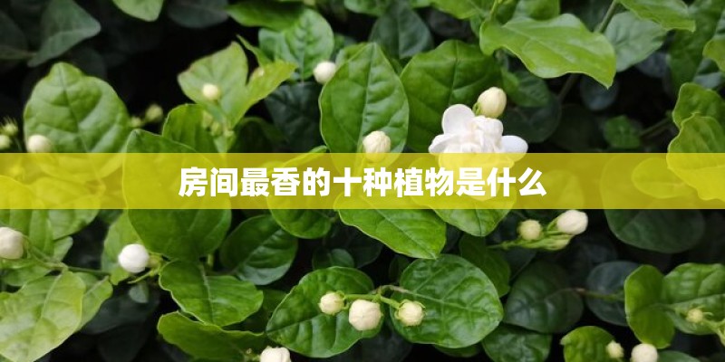 房间最香的十种植物是什么